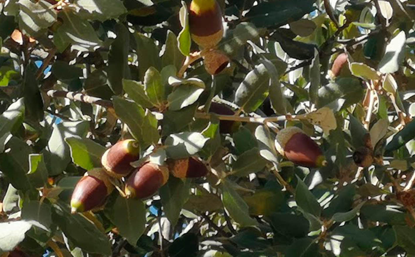 Bellotas-encina